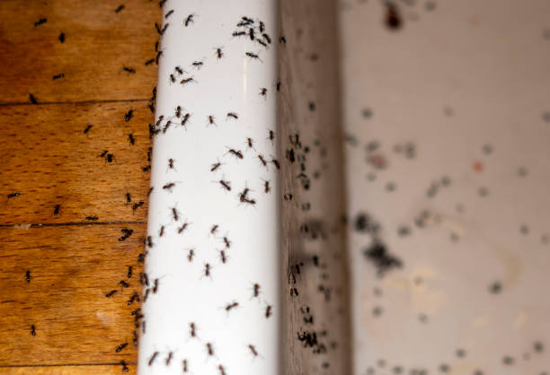 Best Residential Pest Control  in Mandeville, LA