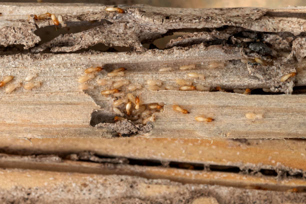 Bird Control in Mandeville, LA