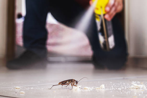 Best Rat Extermination Near Me  in Mandeville, LA