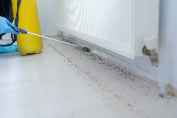 Best Spider Control Near Me  in Mandeville, LA